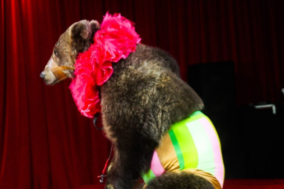 &TScy;&icy;&rcy;&kcy; &shcy;&acy;&pcy;&icy;&tcy;&ocy; "&Kcy;&acy;&rcy;&acy;&kcy;&acy;&tcy; &shcy;&ocy;&ucy;"&period; &TScy;&icy;&rcy;&kcy; "&Rcy;&ucy;&scy;&scy;&kcy;&icy;&iecy; &Mcy;&icy;&shcy;&kcy;&icy;"