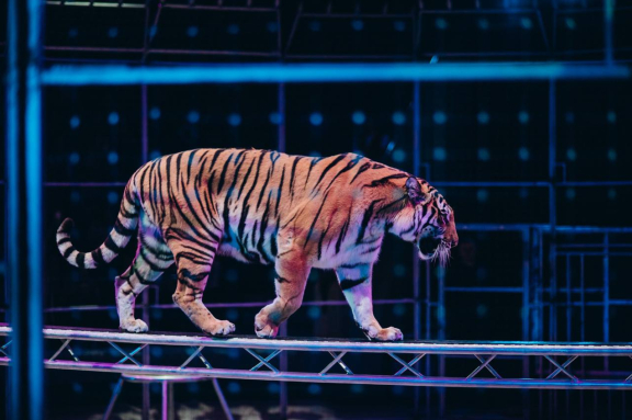 &ZHcy;&icy;&rcy;&acy;&fcy; &shcy;&ocy;&ucy;