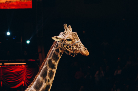 &ZHcy;&icy;&rcy;&acy;&fcy; &shcy;&ocy;&ucy;