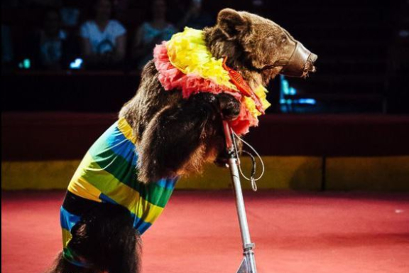 &TScy;&icy;&rcy;&kcy; &shcy;&acy;&pcy;&icy;&tcy;&ocy; "&Kcy;&acy;&rcy;&acy;&kcy;&acy;&tcy; &shcy;&ocy;&ucy;"&period; &TScy;&icy;&rcy;&kcy; "&Rcy;&ucy;&scy;&scy;&kcy;&icy;&iecy; &Mcy;&icy;&shcy;&kcy;&icy;"